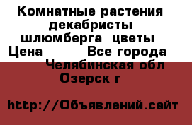 Комнатные растения, декабристы (шлюмберга) цветы › Цена ­ 300 - Все города  »    . Челябинская обл.,Озерск г.